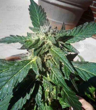 Wedding Gelato (RQS) Cannabis-Samen