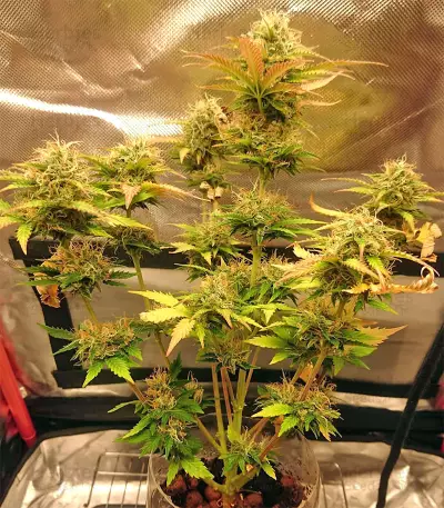 White Widow Auto cannabis strain