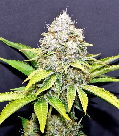 Xtreme Kush (Xtreme Seeds) Cannabis-Samen