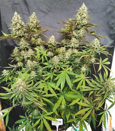 Amnesia Lemon Kush (Original Sensible Seeds) Cannabis-Samen