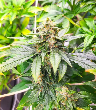 Dozy Doz feminisierte Samen (AlphaFem Seeds)