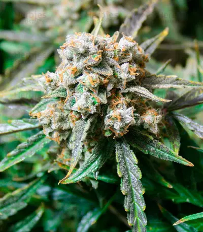 Fruit Punch Auto feminisiertes Saatgut (Heavyweight Seeds)