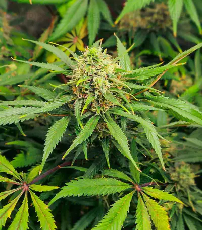 Gummy Skunk Fast Version feminisierte Samen (EGS)