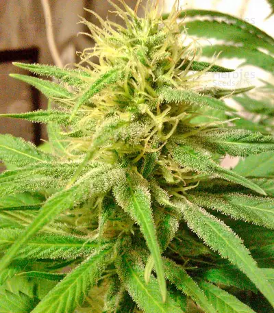 Hubble Bubble (Mandala seeds) Cannabis-Samen