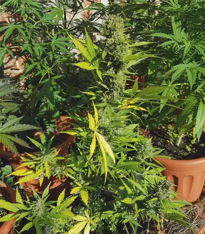 Kalashnikova Auto (GHS) Cannabis-Samen