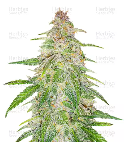 Mandarin Thuggee feminisierte Samen (AlphaFem Seeds)