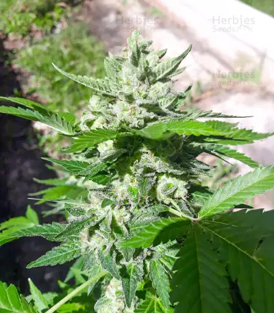 Medi Bomb 1 (Bomb Seeds) Cannabis-Samen