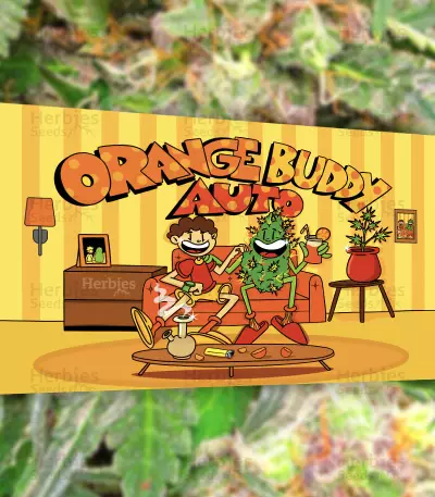 Orange Buddy Auto-Samen (Herbies Seeds)