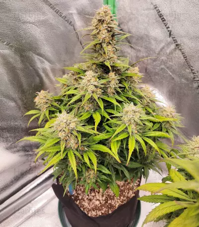 Papaya Cookies Auto feminisierte Samen (Fast Buds)