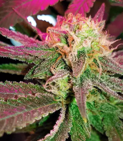 Purple Haze 1 (Positronics Seeds) Cannabis-Samen