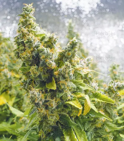 Purple Haze 1 (Positronics Seeds) Cannabis-Samen