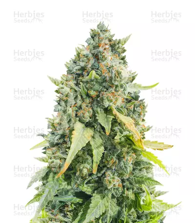 Purple Haze 1 (Positronics Seeds) Cannabis-Samen