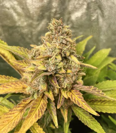 Sour Z strain