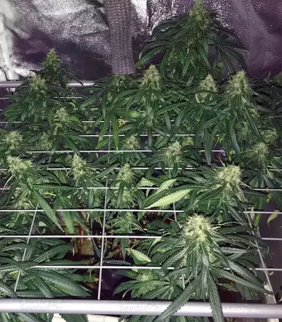 Afghan Skunk (Advanced Seeds) Cannabis-Samen