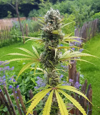 Amnesia Mac Ganja (Kera Seeds) Cannabis-Samen