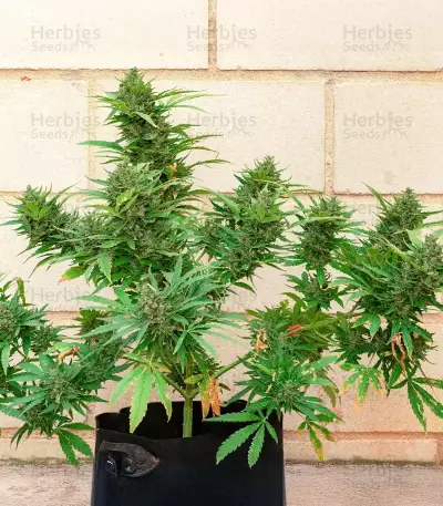 California Special (K.C. Brains Seeds)