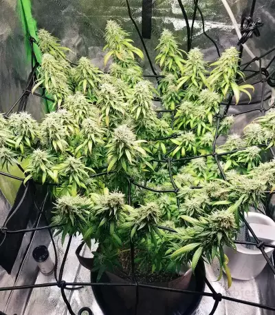 Chocolate Skunk (00 Seeds) Cannabis-Samen