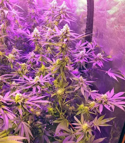 Grandaddy Purple (Big Head Seeds) Cannabis-Samen