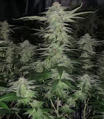 Grandaddy Purple (Big Head Seeds) Cannabis-Samen