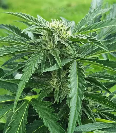 Lemon Cherry Gelato Auto R3 feminisierte Samen (Ethos Genetics)
