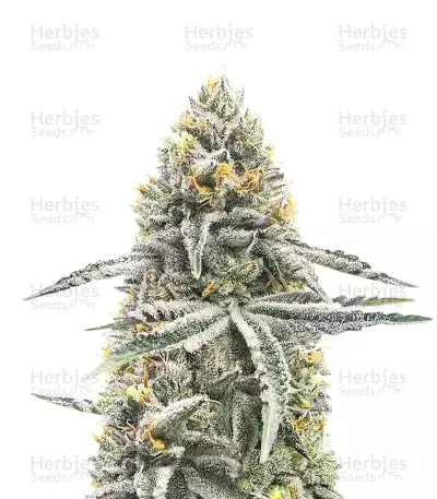 Lemon Jack Autoflower feminisierte Samen (Seedkeepers)