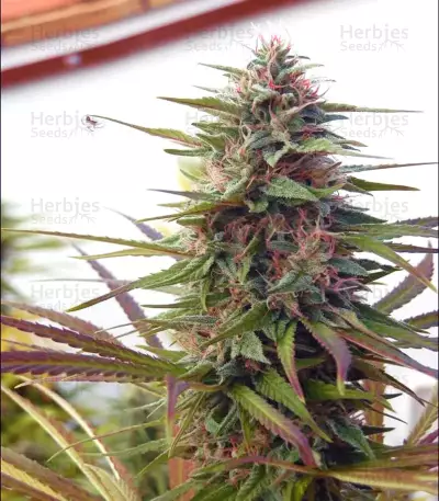 Malawi (Ace Seeds) Cannabis-Samen