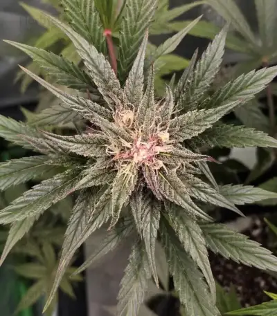 Mango Cherry Runtz Auto (Fast Buds)