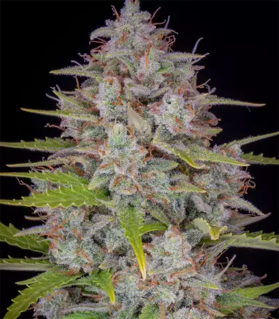 Orange Sherbet Auto feminisierte Samen (Fast Buds)
