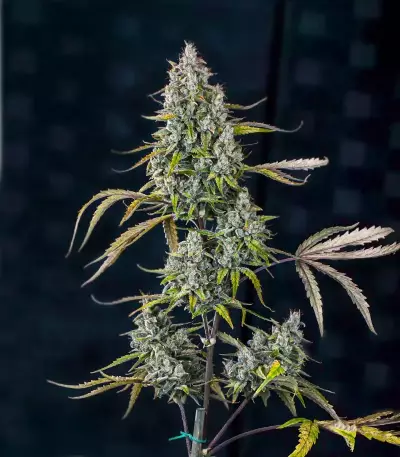 Sour Bubbly Auto feminisierte Samen (Mephisto Genetics)