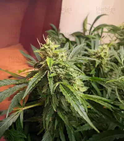 Sour Bubbly Auto feminisierte Samen (Mephisto Genetics)