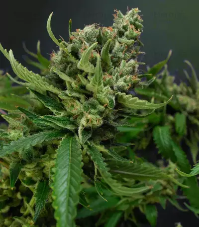 Strawberry Lemonade feminisierte Samen (Barney’s Farm)