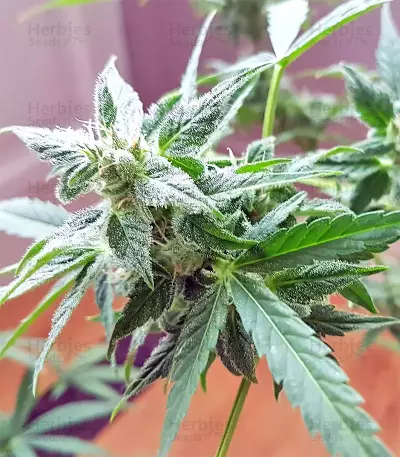 White Widow (Seedstockers) Cannabis-Samen