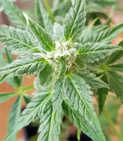 White Widow (Seedstockers) Cannabis-Samen