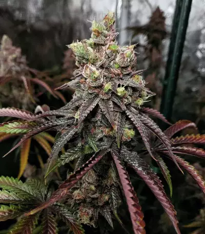 Z (Blackskull Seeds) Cannabis-Samen