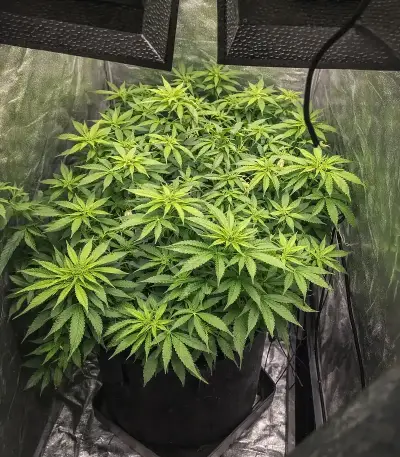 Zillions (Barney's Farm)
