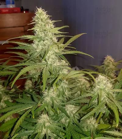 Watermelon Z Auto Samen feminisiert (Barney's Farm)