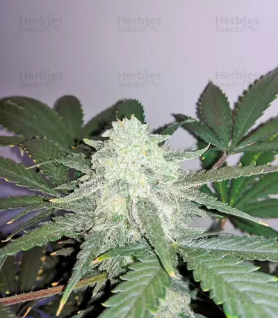 Sweet Skunk Auto (Sweet Seeds) Cannabis-Samen