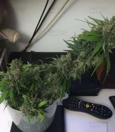 Auto Monster Mass (Critical Mass Collective Seeds) Cannabis-Samen