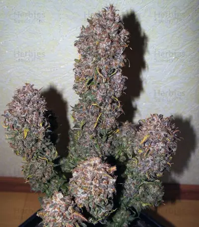 Mexican Airlines Auto (Fast Buds) Cannabis-Samen