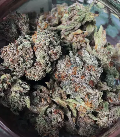 501st OG Regular (Rare Dankness Seeds) Cannabis-Samen