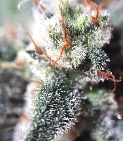 Mexican Airlines Auto (Fast Buds) Cannabis-Samen