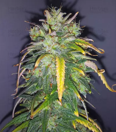 Original Auto AK (Fast Buds) Cannabis-Samen