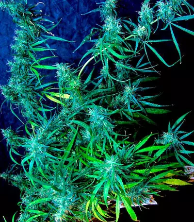 Hawaii Maui Waui (Nirvana Seeds) Cannabis-Samen