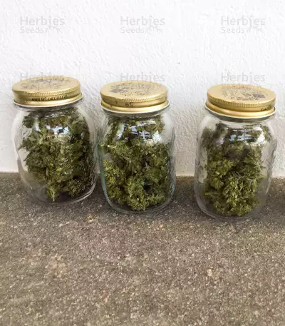 Auto Duck strain yield