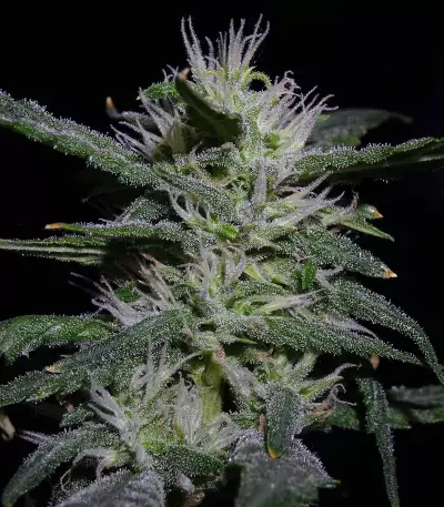 Auto Gelato 33 strain