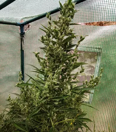 Auto Malawi x Northern Lights (Ace Seeds) Cannabis-Samen