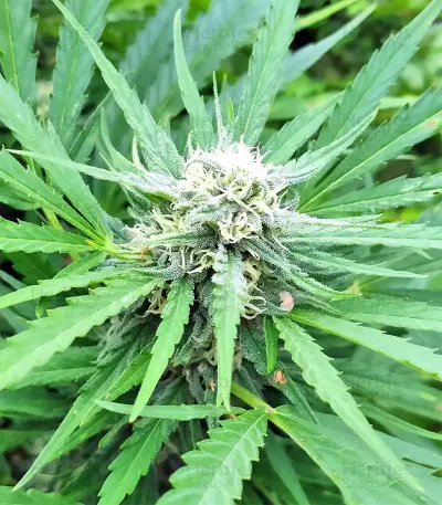BCN Critical XXL