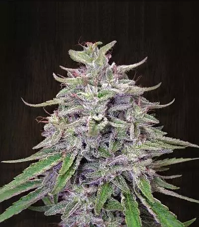 Bangi Haze (Ace Seeds) Cannabis-Samen