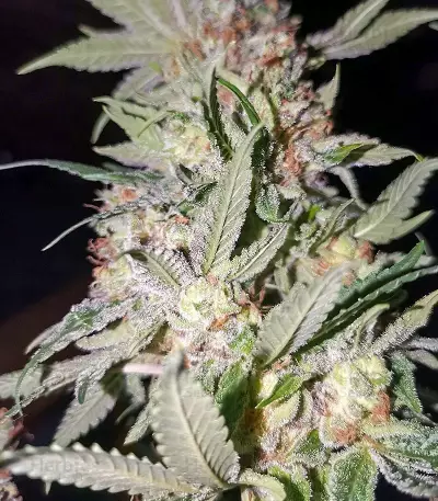 Bubblegum (T.H. Seeds) Cannabis-Samen