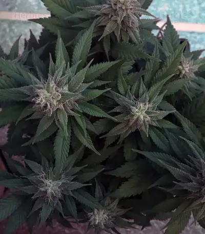 Cookie Dawg (Big Head Seeds) Cannabis-Samen